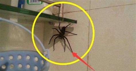 保險櫃推薦 家裡有大蜘蛛